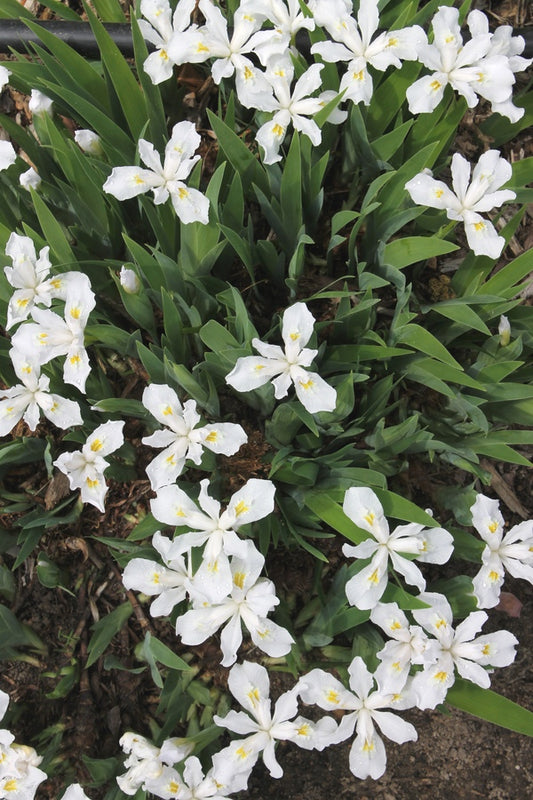 Image of Iris cristata 'Eco White Angel'