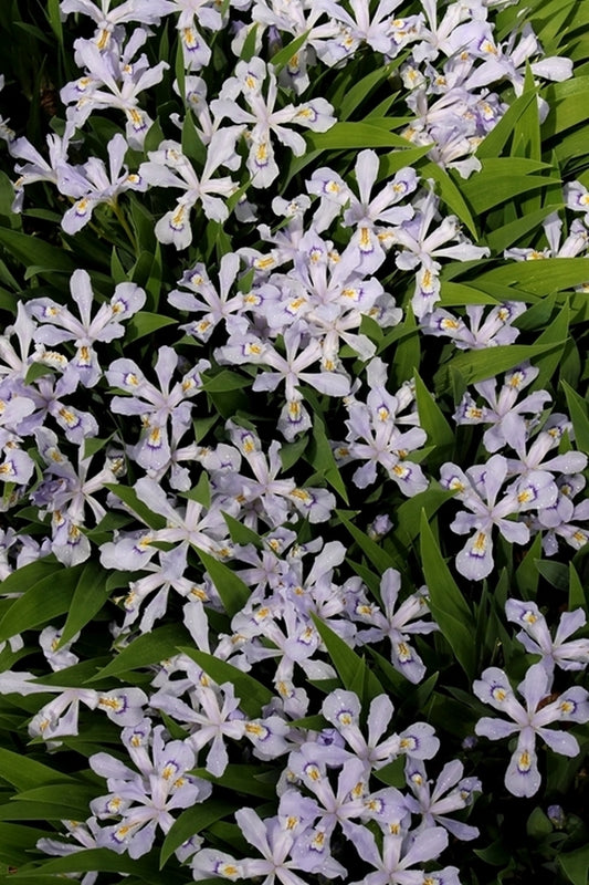 Image of Iris cristata 'Powder Blue Giant' taken at Juniper Level Botanic Gdn, NC by JLBG