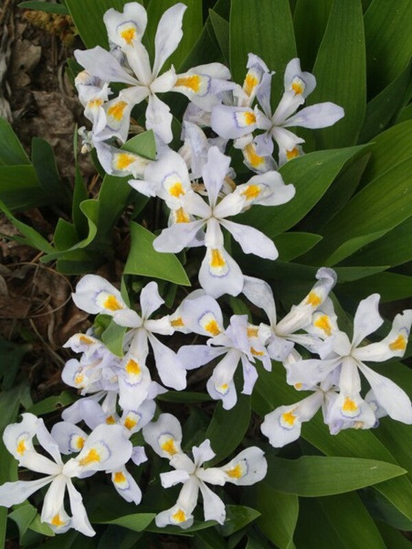 Image of Iris cristata 'Vein Mountain' taken at Juniper Level Botanic Gdn, NC by JLBG