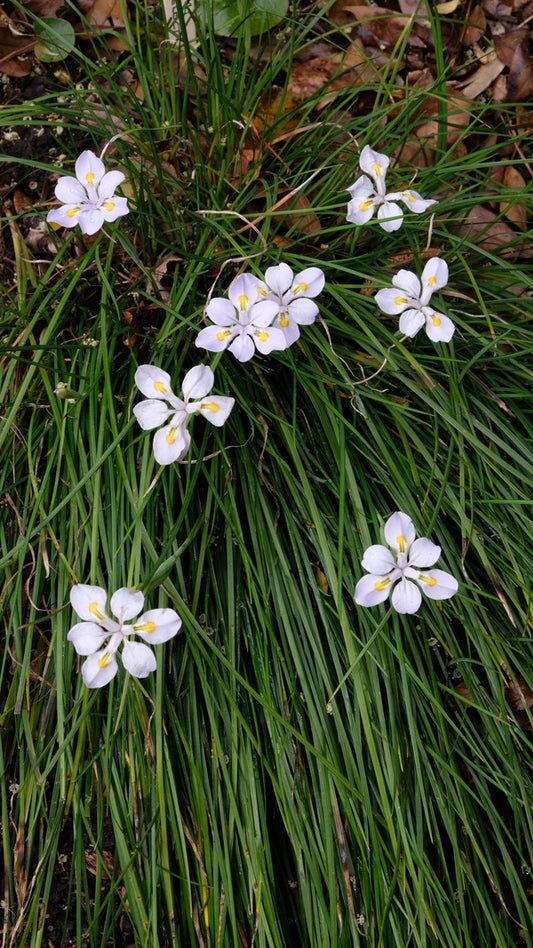 Image of Iris dabashanensis taken at Juniper Level Botanic Gdn, NC by JLBG