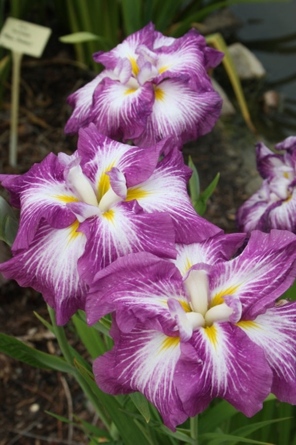 Image of Iris ensata 'Agrippinella' taken at Juniper Level Botanic Gdn, NC by JLBG
