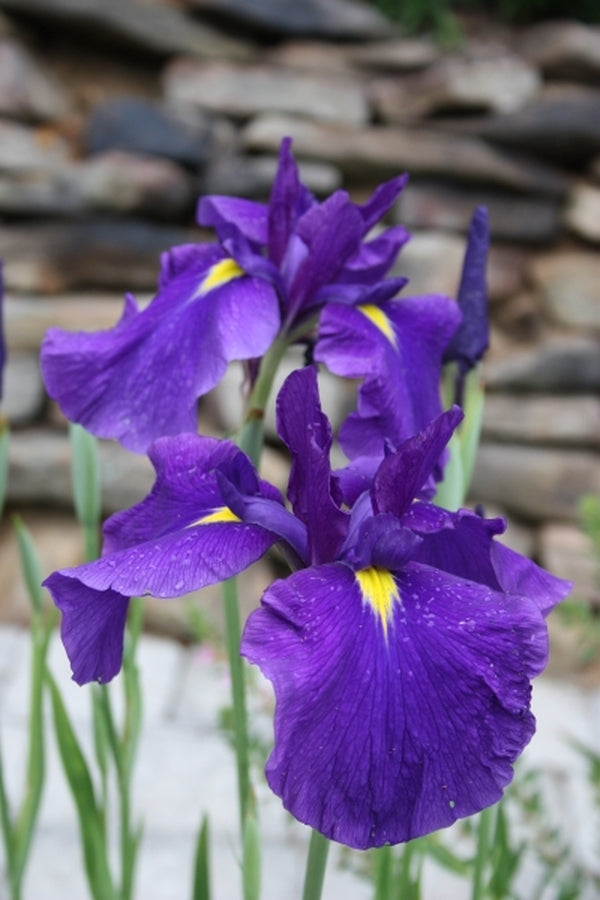 Image of Iris ensata 'Bellender Blue' taken at Juniper Level Botanic Gdn, NC by JLBG