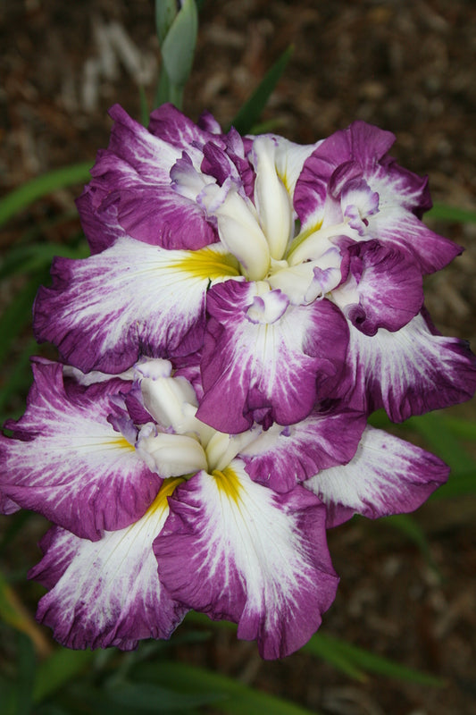 Image of Iris ensata 'Lion King' taken at Juniper Level Botanic Gdn, NC by JLBG