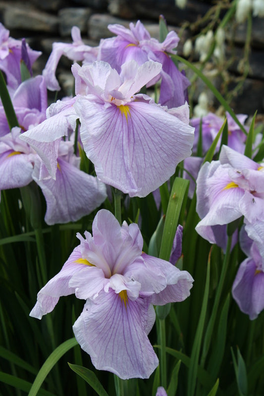 Image of Iris ensata 'Satozakura' taken at Juniper Level Botanic Gdn, NC by JLBG