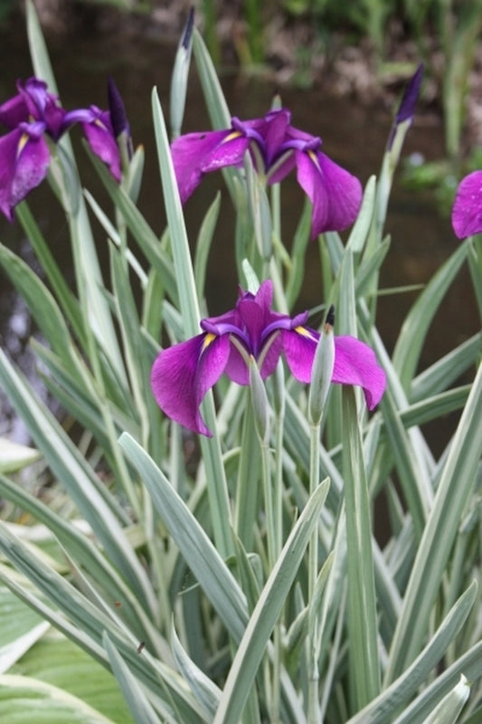 Image of Iris ensata 'Silverband' taken at Juniper Level Botanic Gdn, NC by JLBG