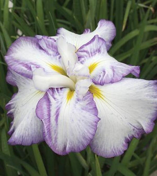 Image of Iris ensata 'Sweet Murmur' taken at Juniper Level Botanic Gdn, NC by JLBG