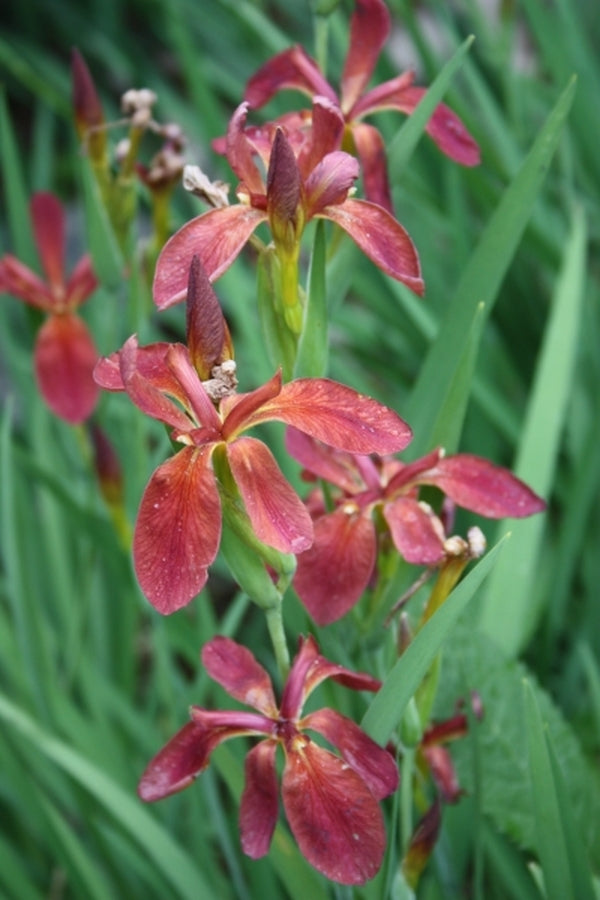 Image of Iris fulva 'Little Cajun' taken at Juniper Level Botanic Gdn, NC by JLBG