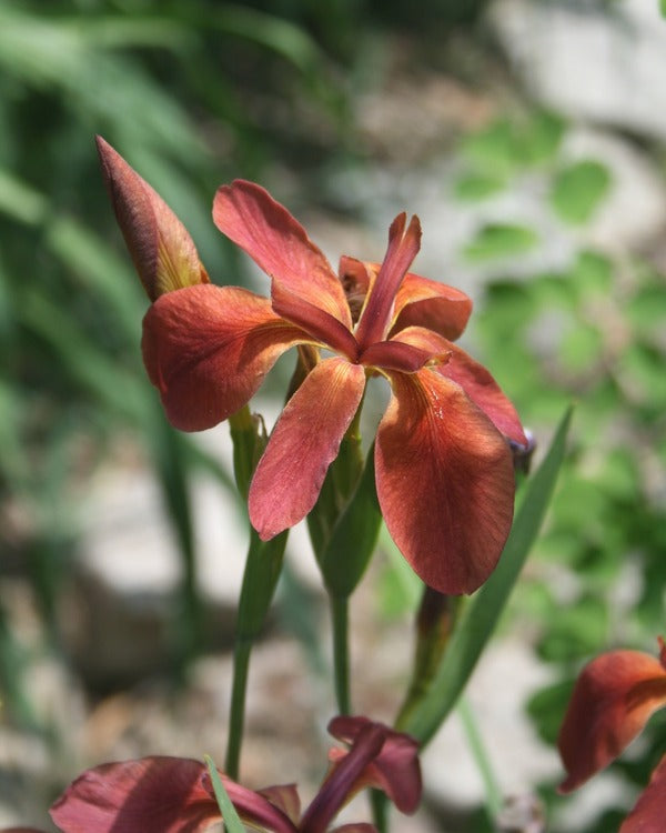 Iris fulva Little Cajun