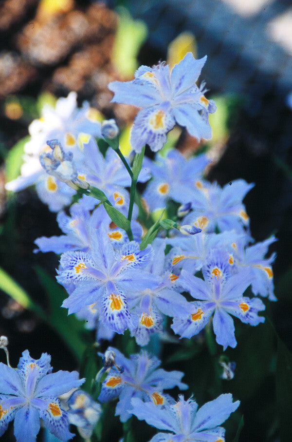 Image of Iris japonica 'Eco Easter' taken at Juniper Level Botanic Gdn, NC by JLBG