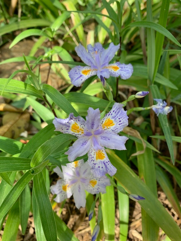 Image of Iris japonica 'Eco Easter' taken at Juniper Level Botanic Gdn, NC by Lidia Churakova