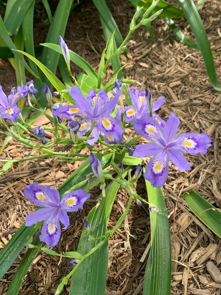 Image of Iris japonica 'Skirt Chaser' taken at Juniper Level Botanic Gdn, NC by Lidia Churakova