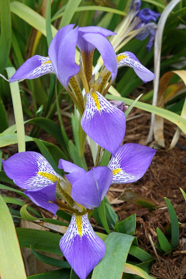 Image of Iris lazica