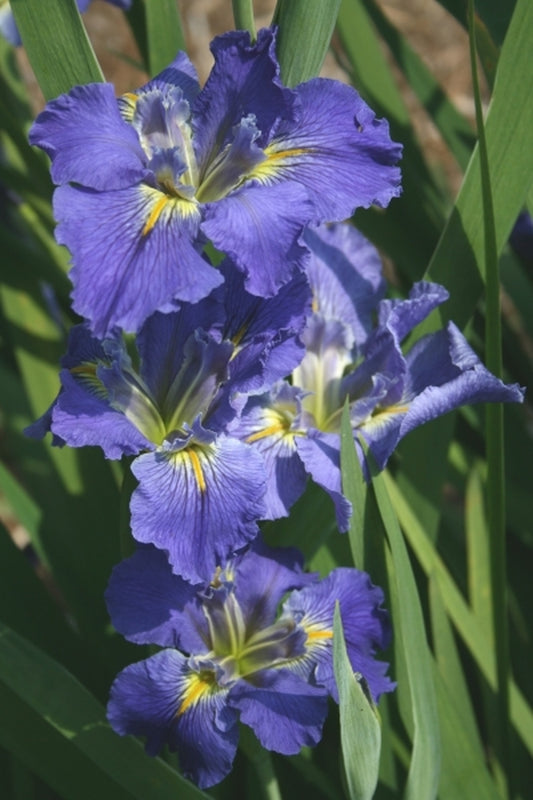 Image of Iris x louisiana 'Sinfonietta' taken at Juniper Level Botanic Gdn, NC by JLBG