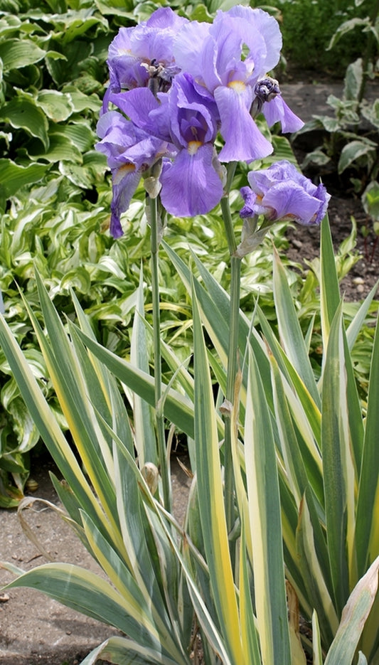 Image of Iris pallida 'Variegata' taken at Munich BG