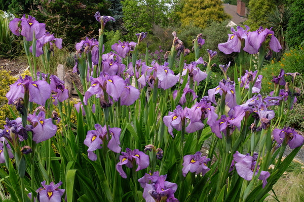 Image of Iris x pseudata 'Shiryukyo' taken at Juniper Level Botanic Gdn, NC by JLBG