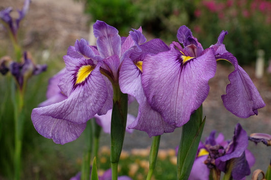 Image of Iris x pseudata 'Shiryukyo' taken at Juniper Level Botanic Gdn, NC by JLBG