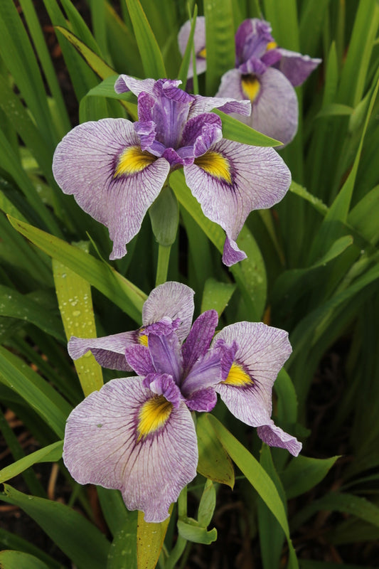 Image of Iris x pseudata 'Take no Sato' taken at Juniper Level Botanic Gdn, NC by JLBG