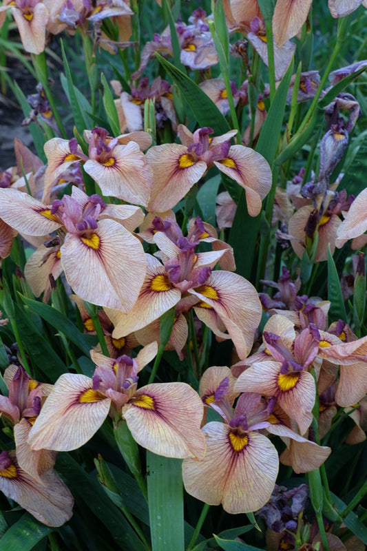 Image of Iris x pseudata 'Yarai' taken at Juniper Level Botanic Gdn, NC by JLBG