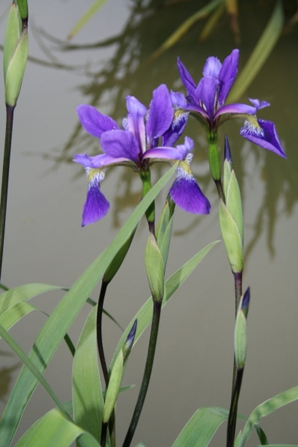 Image of Iris x robusta 'Dark Aura' taken at Juniper Level Botanic Gdn, NC by JLBG