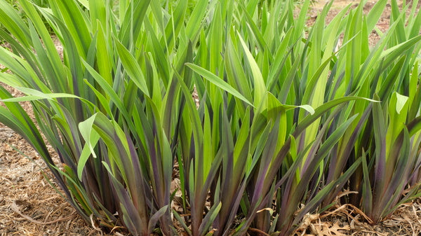 Image of Iris x robusta 'Gerald Darby' taken at Juniper Level Botanic Gdn, NC by JLBG
