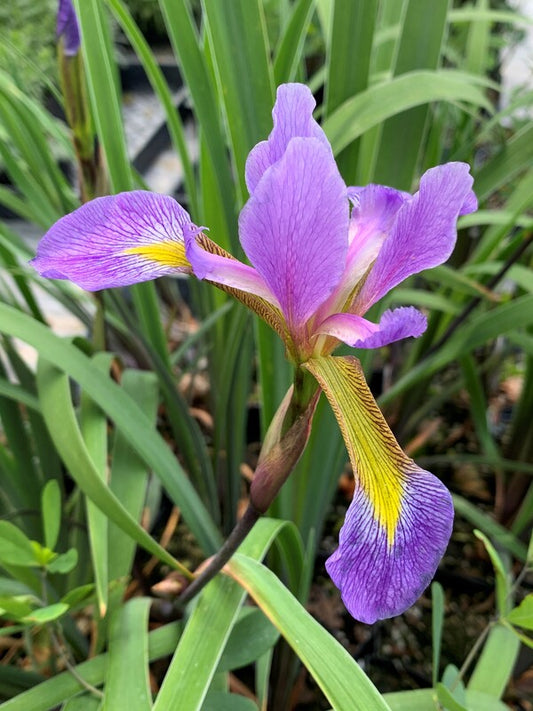 Image of Iris x robusta 'Gerald Darby' taken at Juniper Level Botanic Gdn, NC by C. Hardison