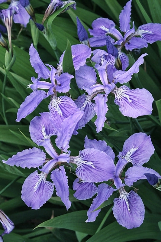 Image of Iris tectorum 'Slippery Slope' taken at Juniper Level Botanic Gdn, NC by JLBG