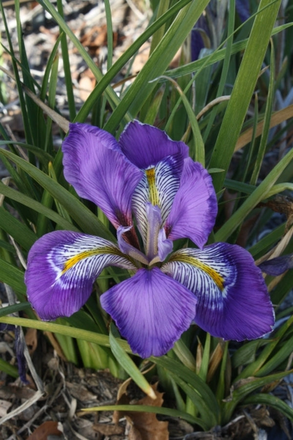 Image of Iris unguicularis 'Dazzling Eyes' taken at Juniper Level Botanic Gdn, NC by JLBG