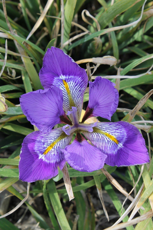 Image of Iris unguicularis 'Dazzling Eyes' taken at Juniper Level Botanic Gdn, NC by JLBG