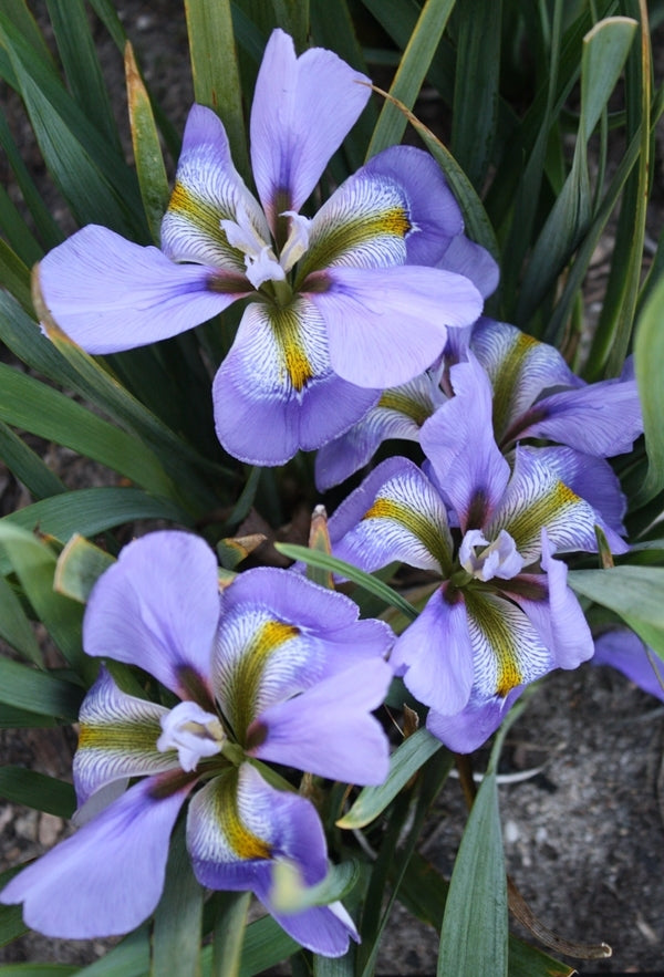 Image of Iris unguicularis 'Francis Wolseley' taken at Juniper Level Botanic Gdn, NC by JLBG