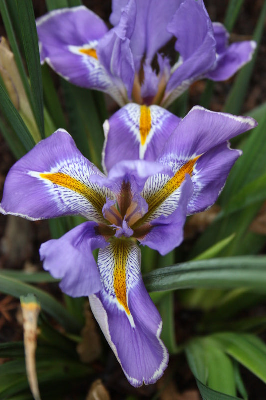 Image of Iris unguicularis 'Front Drive' taken at Juniper Level Botanic Gdn, NC by JLBG