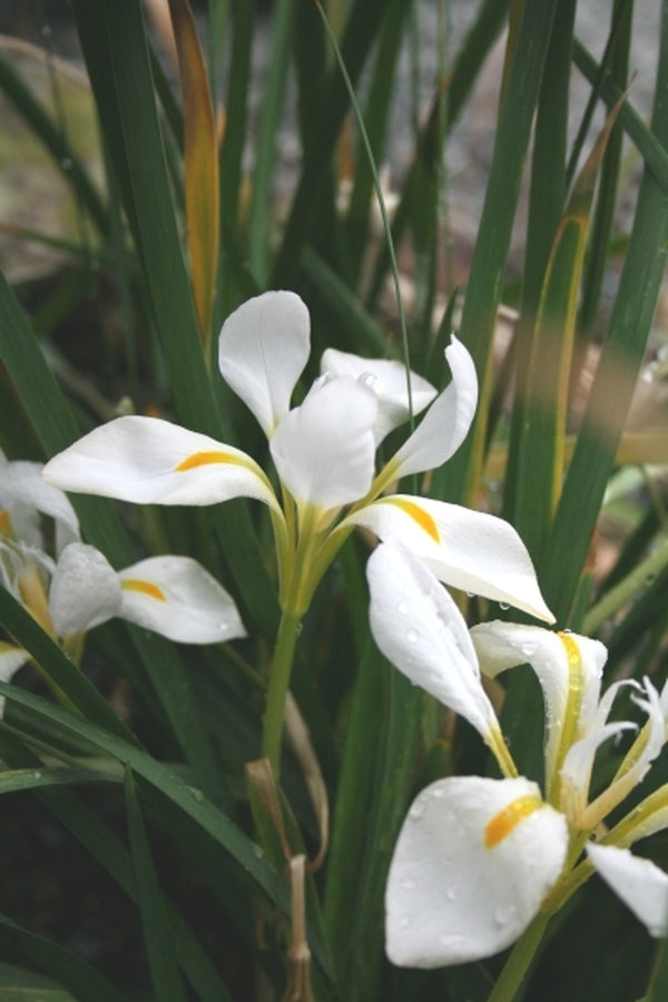Image of Iris unguicularis 'Great White' taken at Juniper Level Botanic Gdn, NC by JLBG