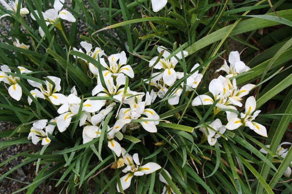 Image of Iris unguicularis 'Great White' taken at Juniper Level Botanic Gdn, NC by JLBG