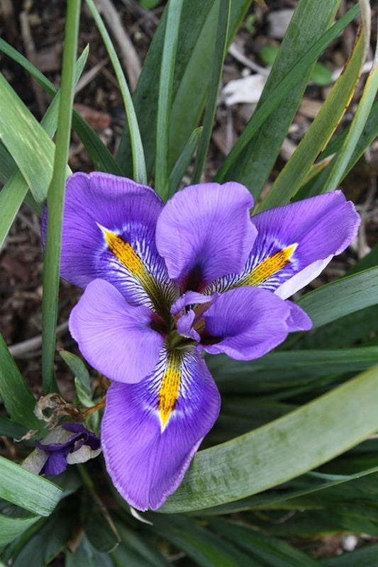 Image of Iris unguicularis 'Winter Echoes' taken at Juniper Level Botanic Gdn, NC by JLBG