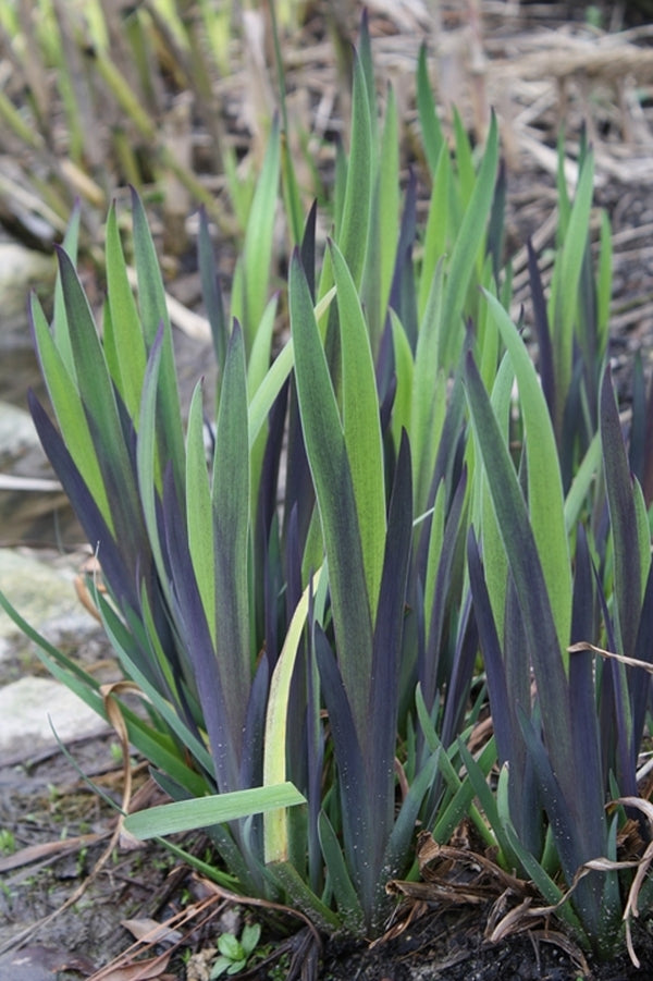 Image of Iris versicolor 'John Wood' taken at Juniper Level Botanic Gdn, NC by JLBG