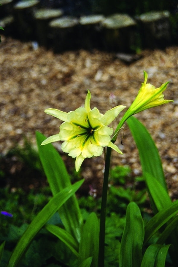 Image of Ismenocallis 'Sulfur Queen' taken at Juniper Level Botanic Gdn, NC by JLBG