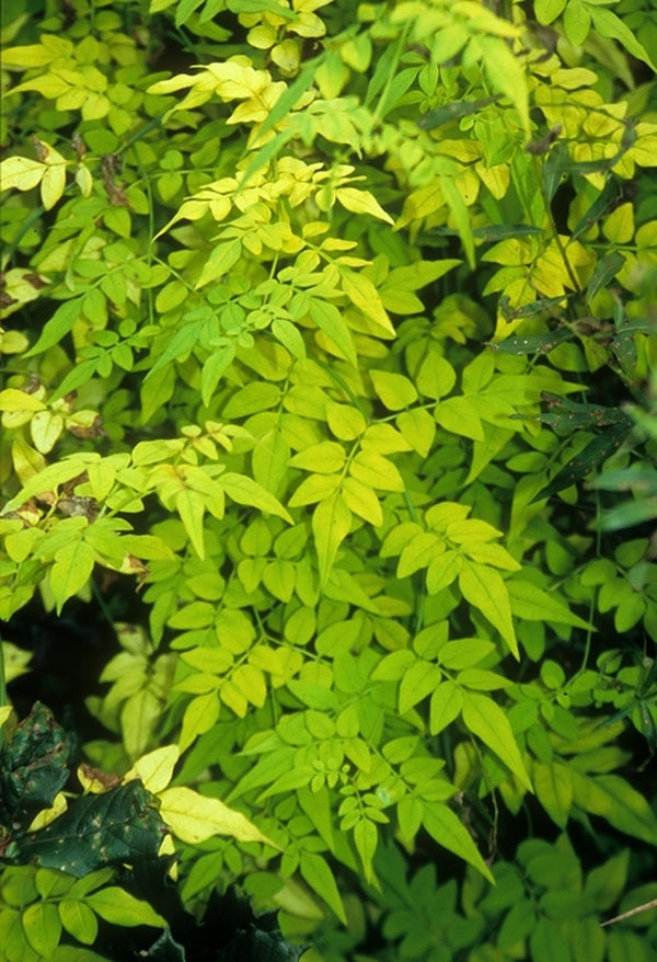 Image of Jasminum officinale 'Frojas' taken at Juniper Level Botanic Gdn, NC by JLBG
