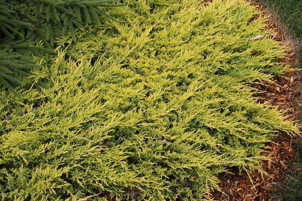 Image of Juniperus horizontalis 'Copper Harbor' taken at Blue Horizon Nursery, MI by T. Avent