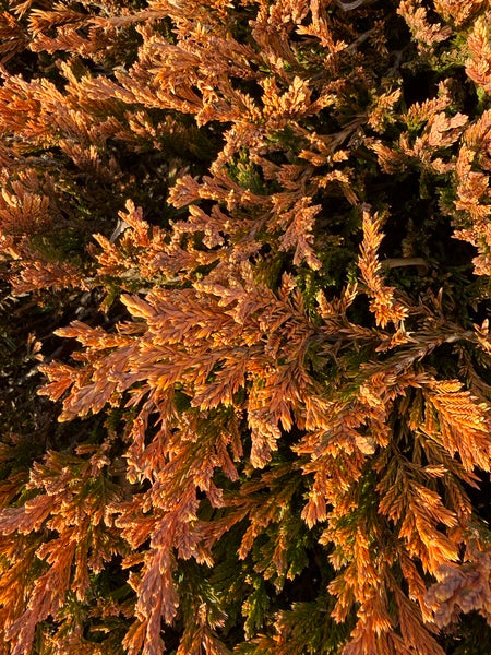 Image of Juniperus horizontalis 'Copper Harbor' taken at Juniper Level Botanic Garden, Raleigh NC by Lidia Churakova