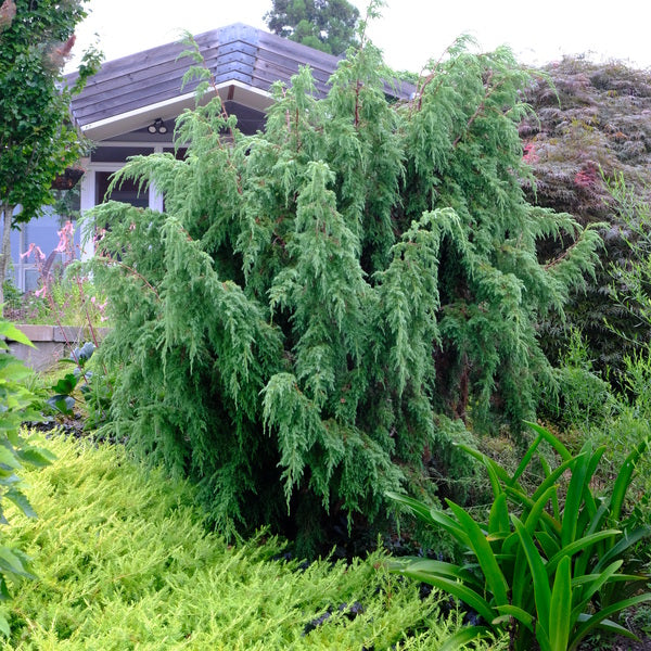 Image of Juniperus pingii taken at Juniper Level Botanic Gdn, NC by JLBG