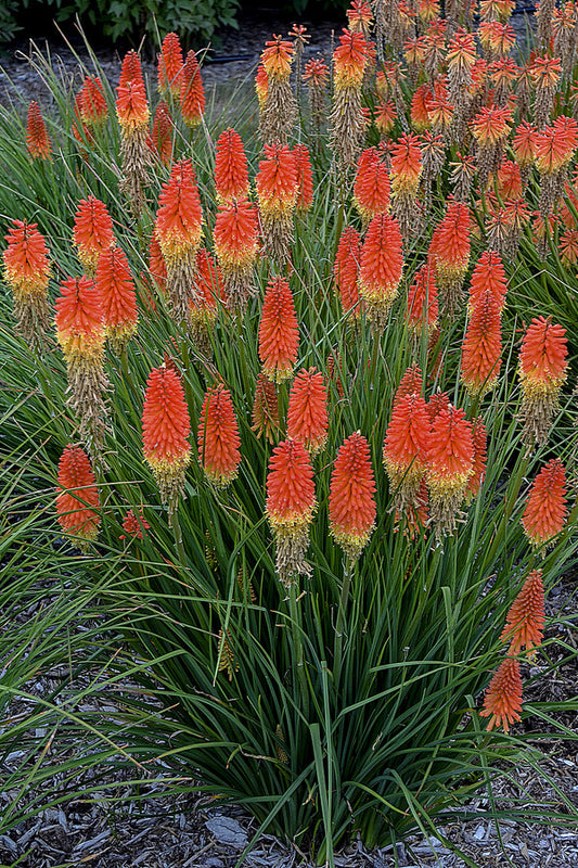 Image of Kniphofia 'Backdraft' PP 31,424 taken at Walters Gardens, MI by Walters Gardens