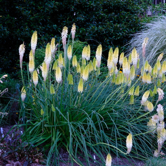 Image of Kniphofia 'Flashpoint' PP 31,282 taken at Juniper Level Botanic Gdn, NC by JLBG