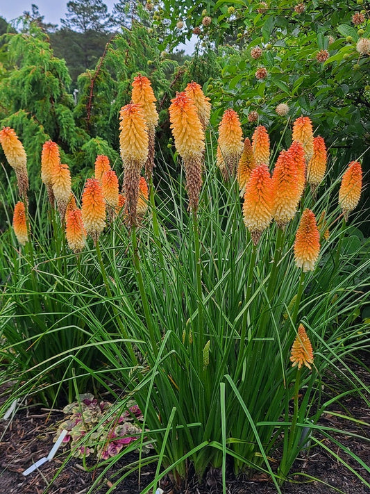 Image of Kniphofia 'Hot and Cold' PP 31,185 taken at Juniper Level Botanic Gdn, NC by JLBG