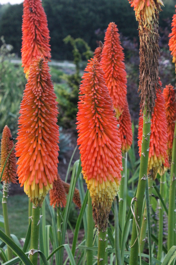 Image of Kniphofia 'Lola' taken at Juniper Level Botanic Gdn, NC by JLBG