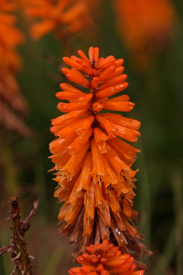 Image of Kniphofia 'Orange Blaze' PP 31,545 taken at Walters Gardens, MI