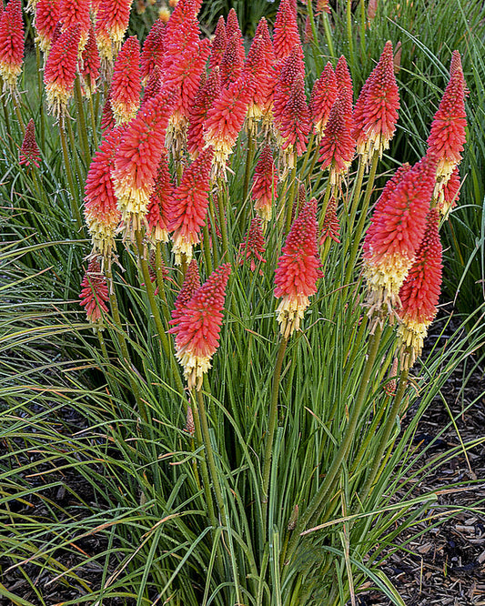 Image of Kniphofia 'Rocket's Red Glare' PP 30,772 taken at Walters Gardens, MI by Walters Gardens