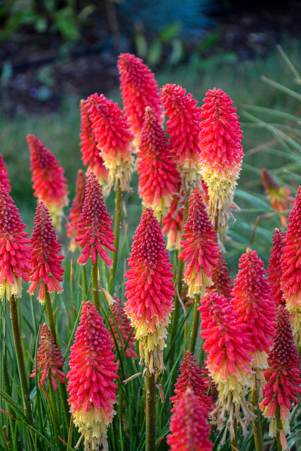 Image of Kniphofia 'Rocket's Red Glare' PP 30,772 taken at Walters Gardens, MI by Walters Gardens