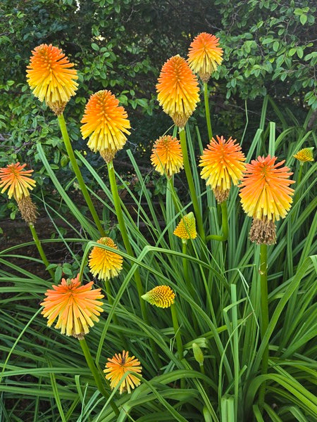 Image of Kniphofia 'Tiki Torch' taken at Juniper Level Botanic Gdn, NC by JLBG