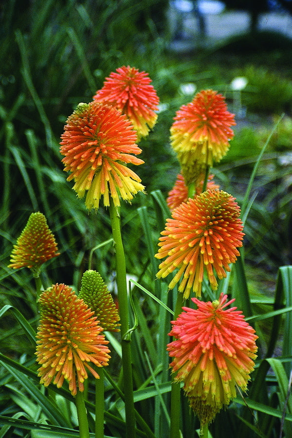 Image of Kniphofia rooperi taken at Juniper Level Botanic Gdn, NC by JLBG