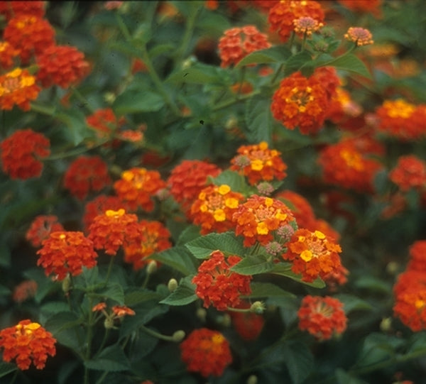 Image of Lantana camara 'Miss Huff' taken at Juniper Level Botanic Gdn, NC by JLBG