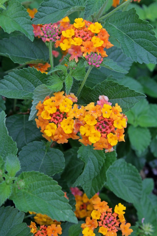 Image of Lantana camara 'Miss Huff' taken at Juniper Level Botanic Gdn, NC by JLBG